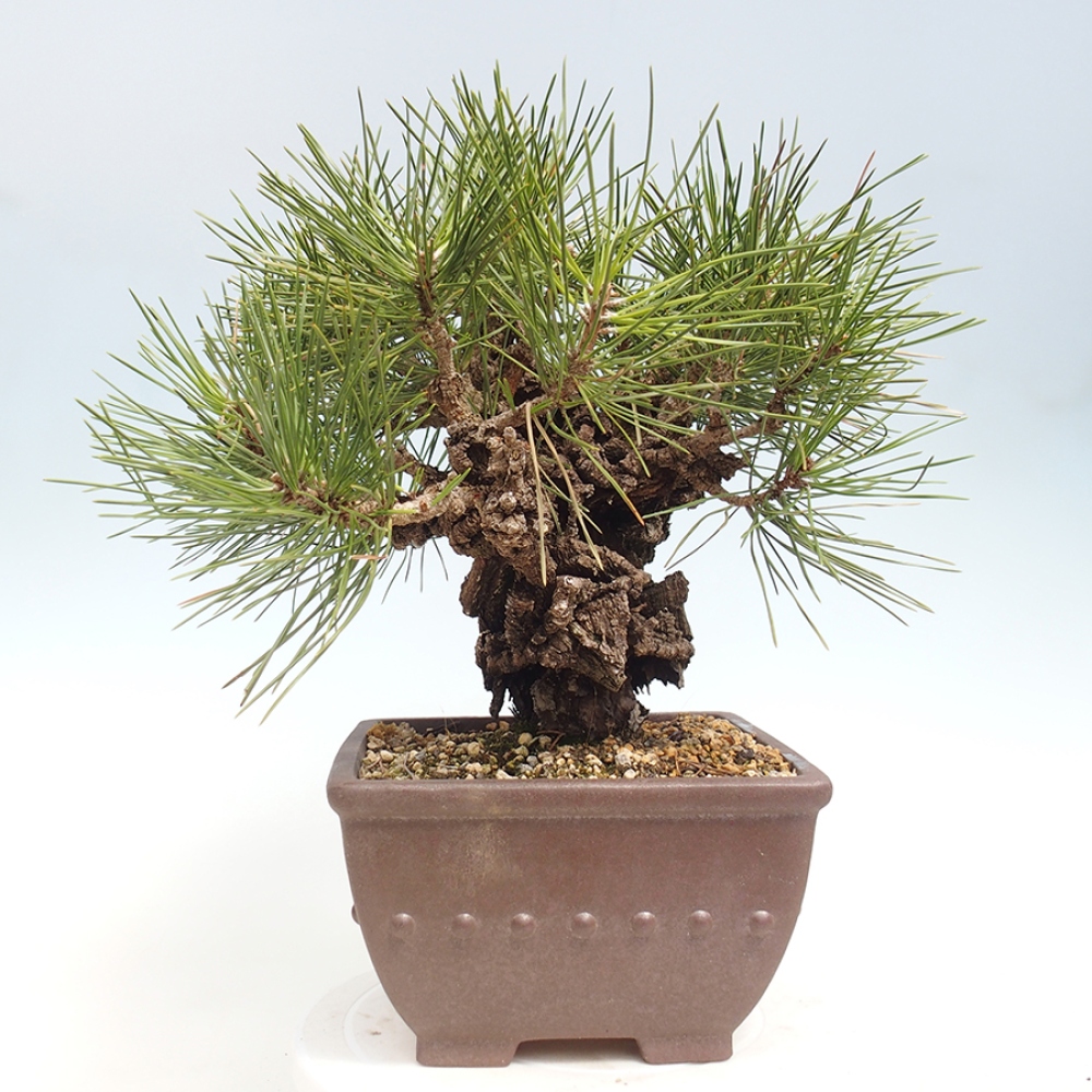 Vonkajšie bonsaje - Pinus thunbergii - borovica Thunbergova