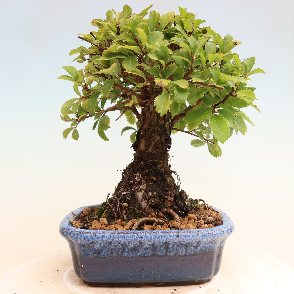 Vonkajšie bonsaje - Zelkova - Zelkova NIRE