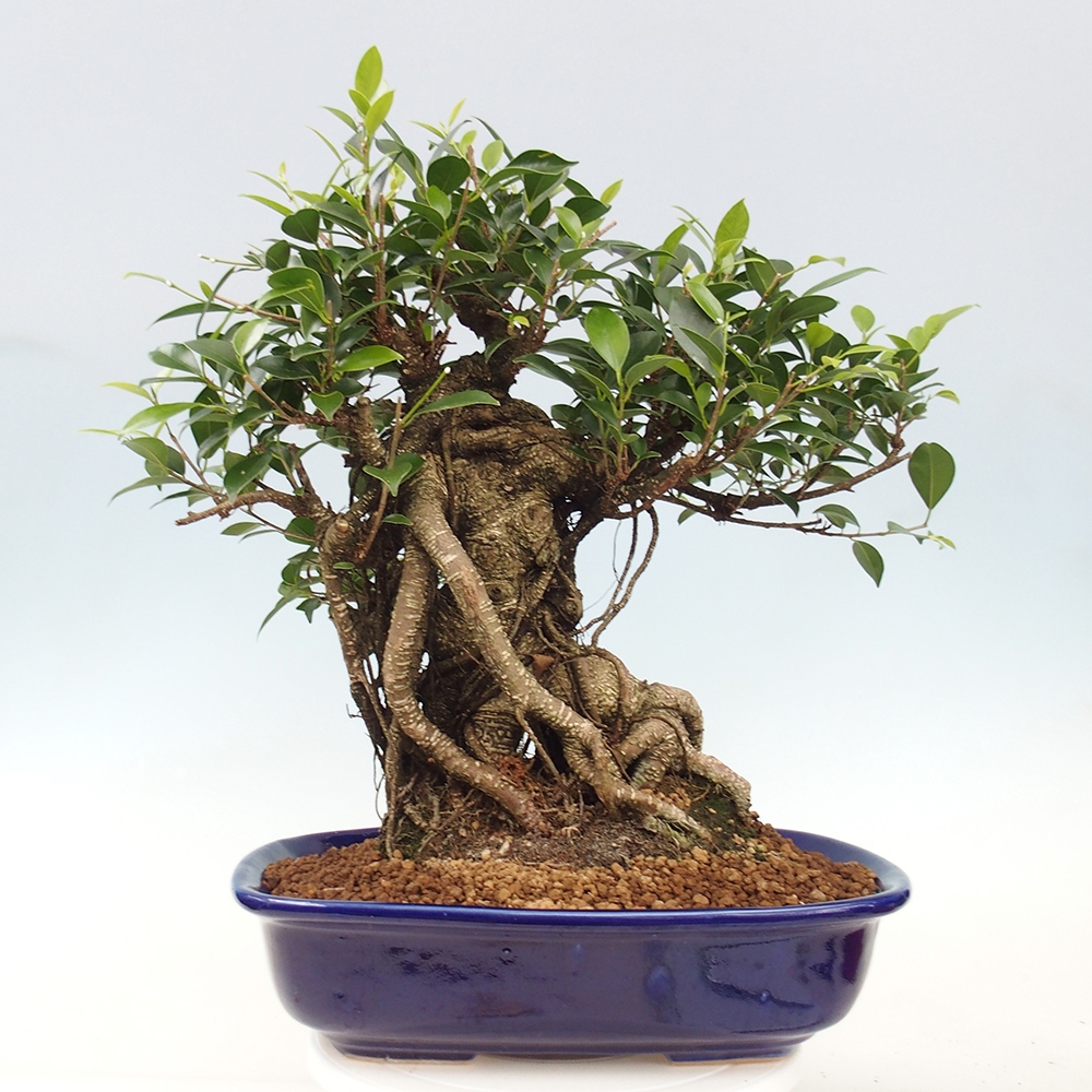Izbový bonsaj - Ficus kimmen - drobnolistý fikus - len osobný odber alebo preprava na paletách