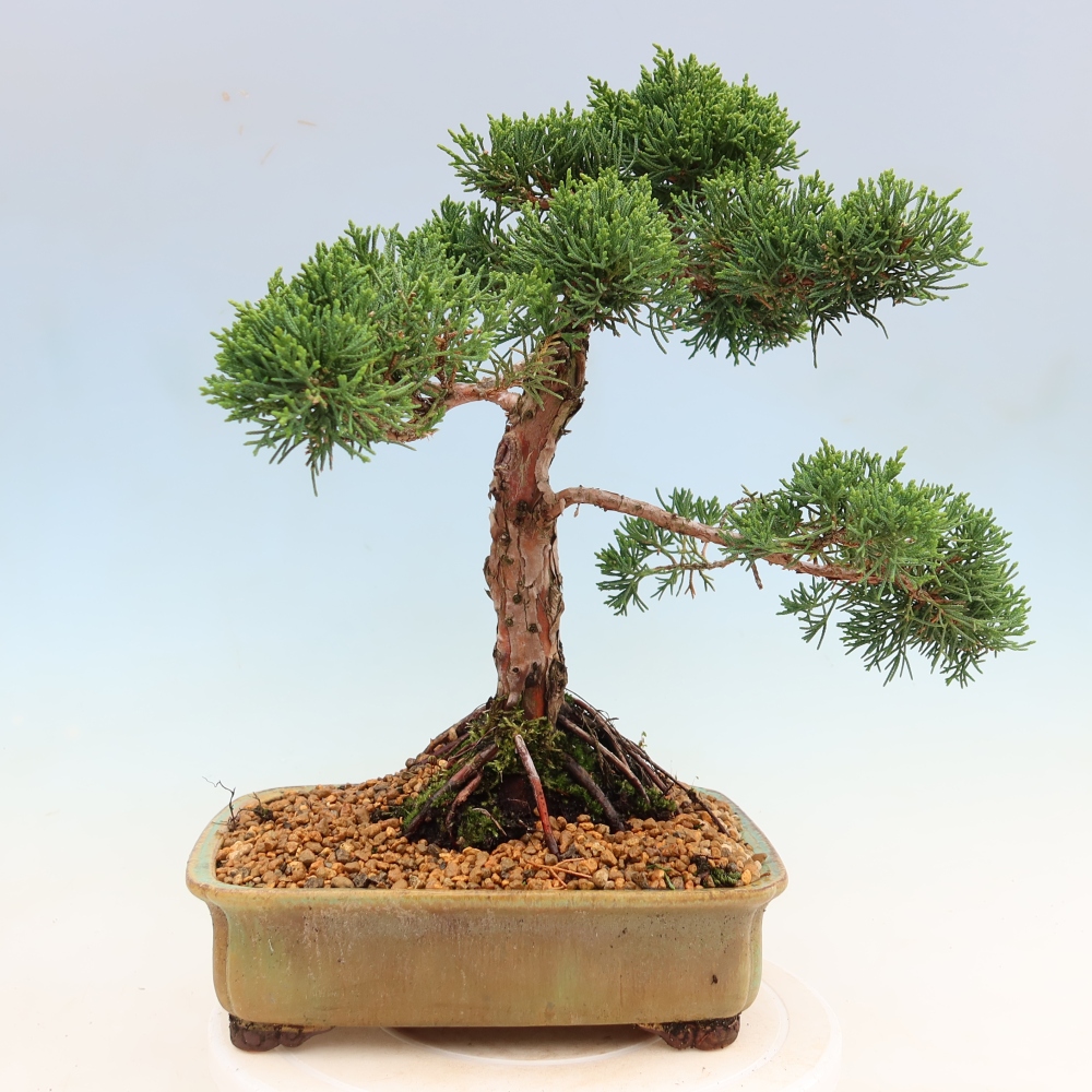 Vonkajší bonsaj - Juniperus chinensis Kishu