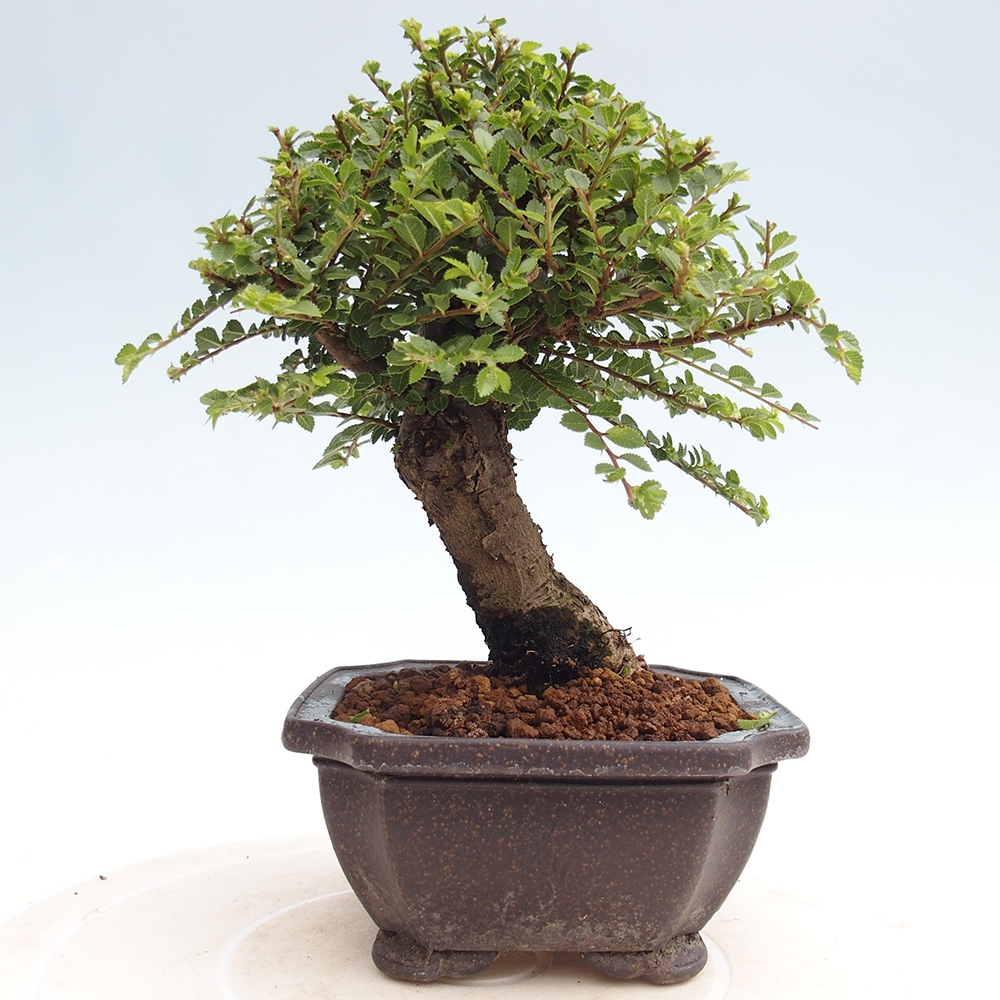 Vonkajší bonsai - Ulmus parvifolia Hokkaido - brest Čínsky