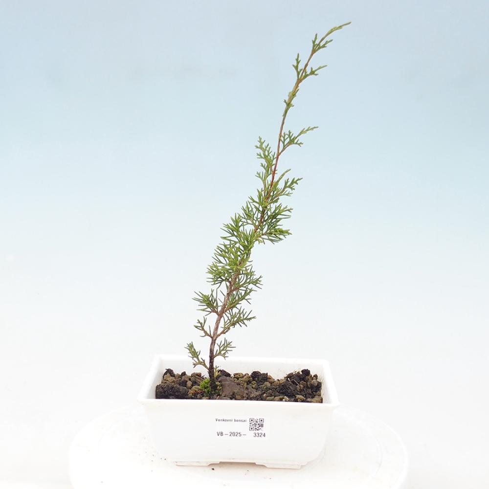Vonkajší bonsai - Juniperus chinensis Itoigawa -Jalovec čínsky