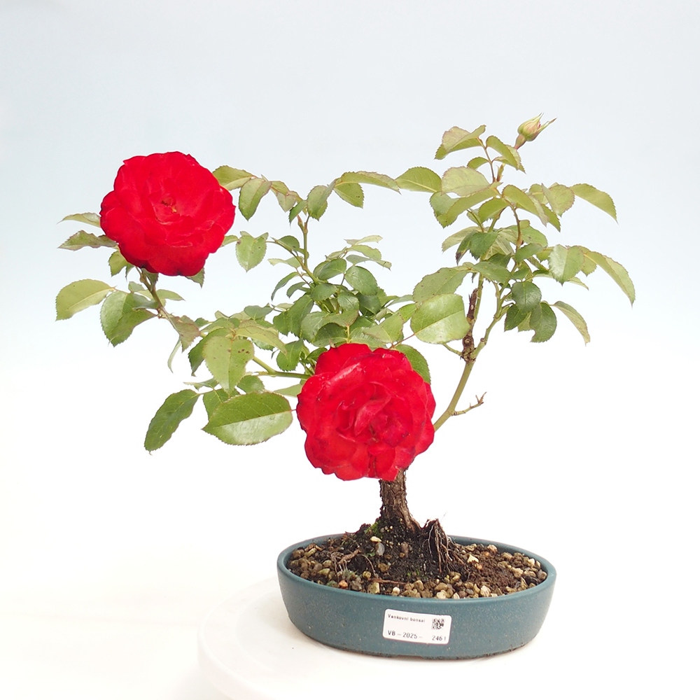 Vonkajší bonsai - Rosa Kordes - ruža