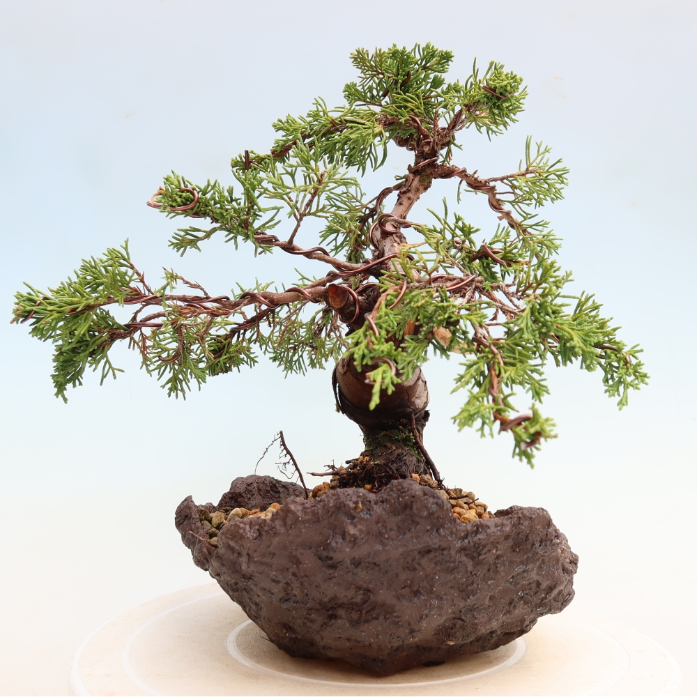 Vonkajší bonsai – Juniperus chinensis Itoigawa – čínsky jalovec