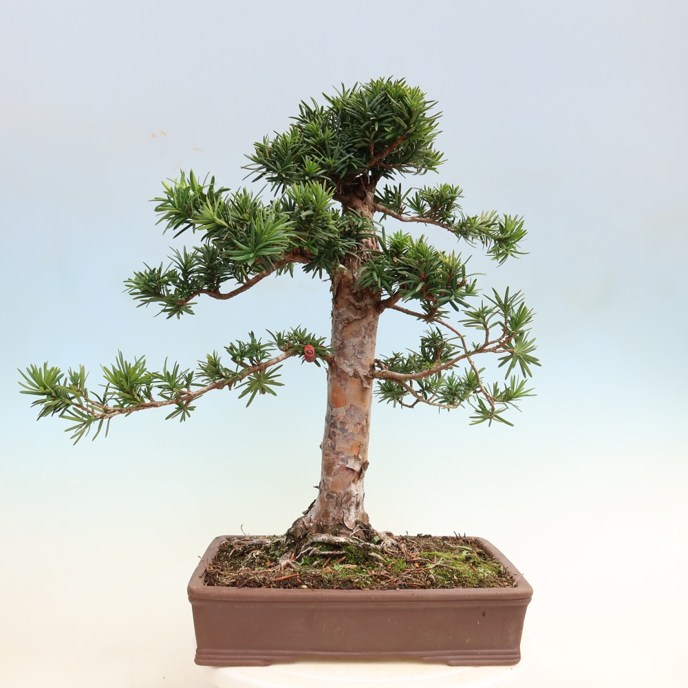 Vonkajší bonsai – Taxus cuspidata – japonský tisu