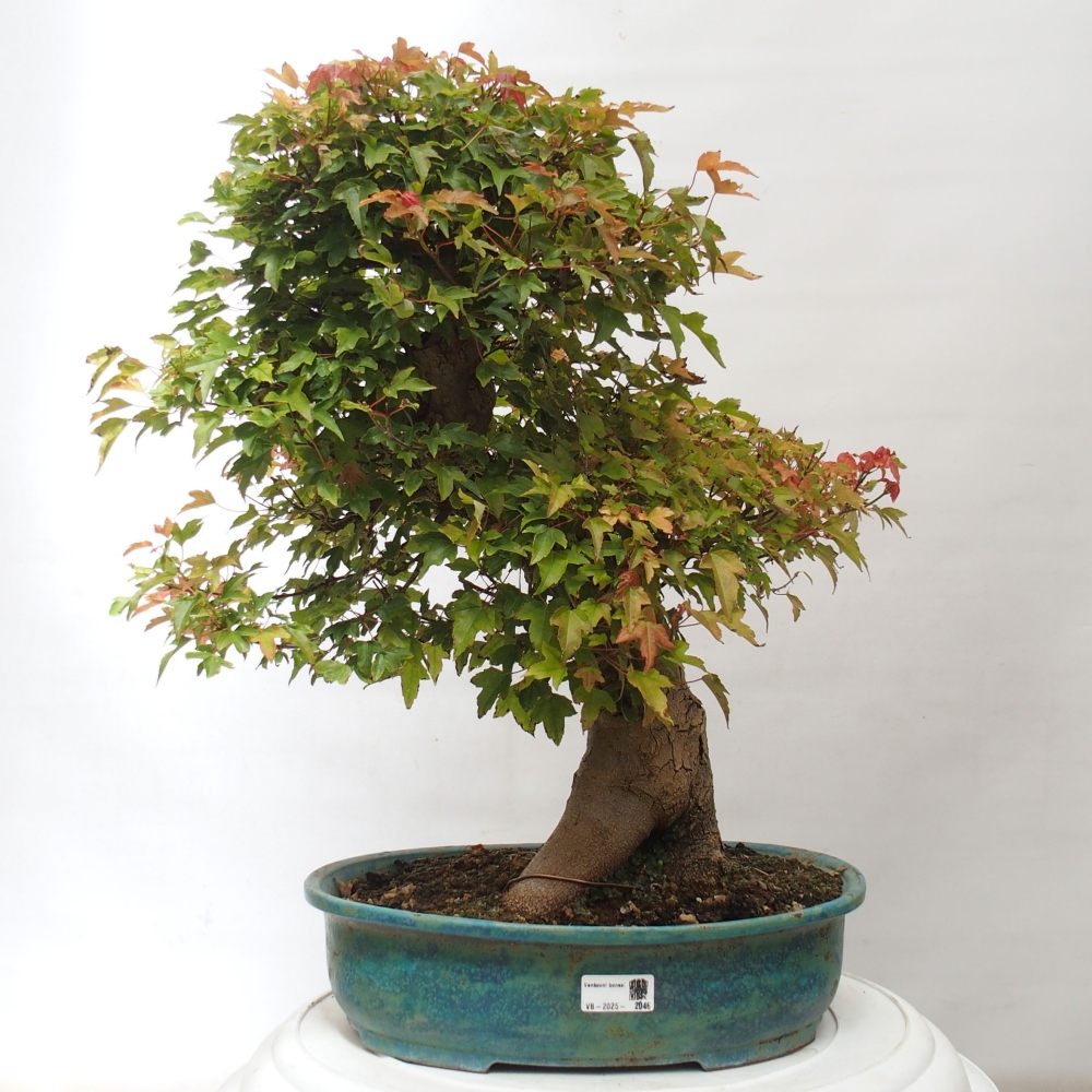 Vonkajšie bonsai - Javor Buergerianum - Javor Burgerův