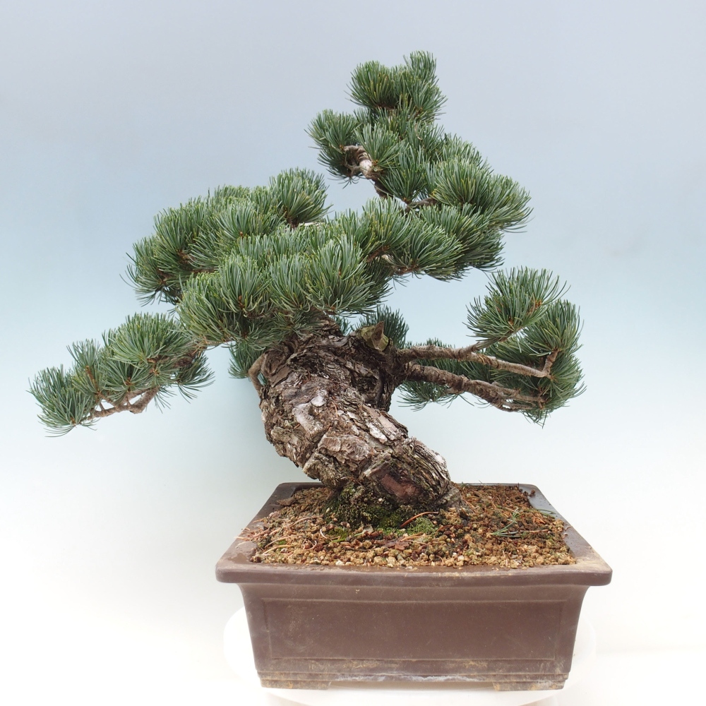 Vonkajšie bonsai - Pinus parviflora - Borovica drobnokvetá