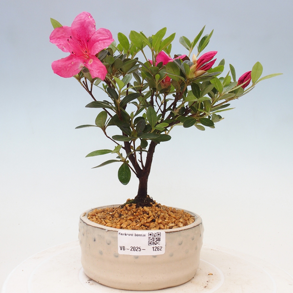 Vonkajší bonsai - Japonská azalka - Azalea sp.