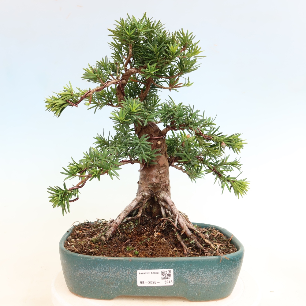 Vonkajší bonsai – Taxus cuspidata – japonský tis