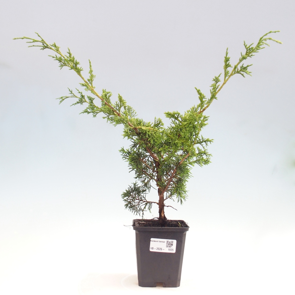 Vonkajší bonsaj - Juniperus chinensis Itoigawa