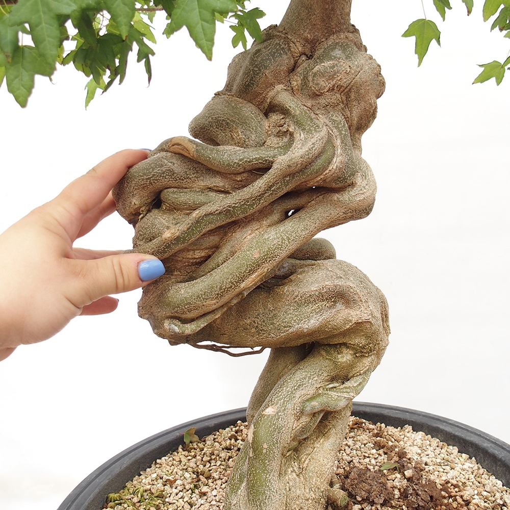 Vonkajšie bonsai - Javor Buergerianum - Javor Burgerův