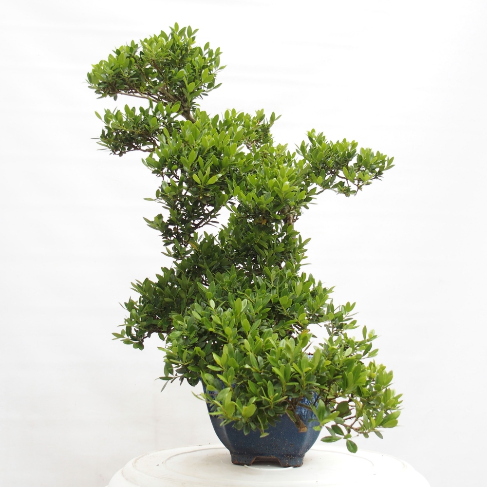 Izbová bonsai - Ilex crenata - Cezmína