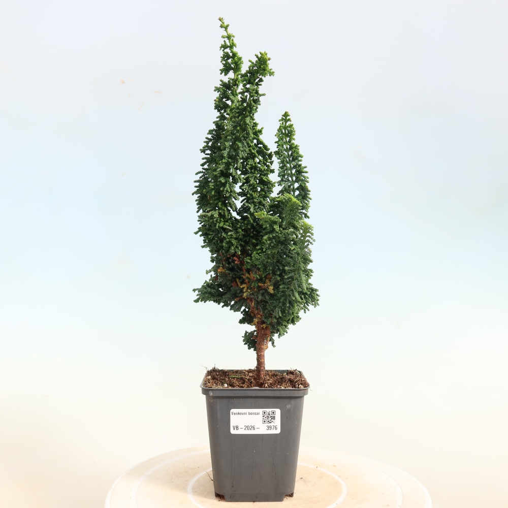 Vonkajší bonsaj - Cham. obtusa SEKKA HINOKI - Cypruštek