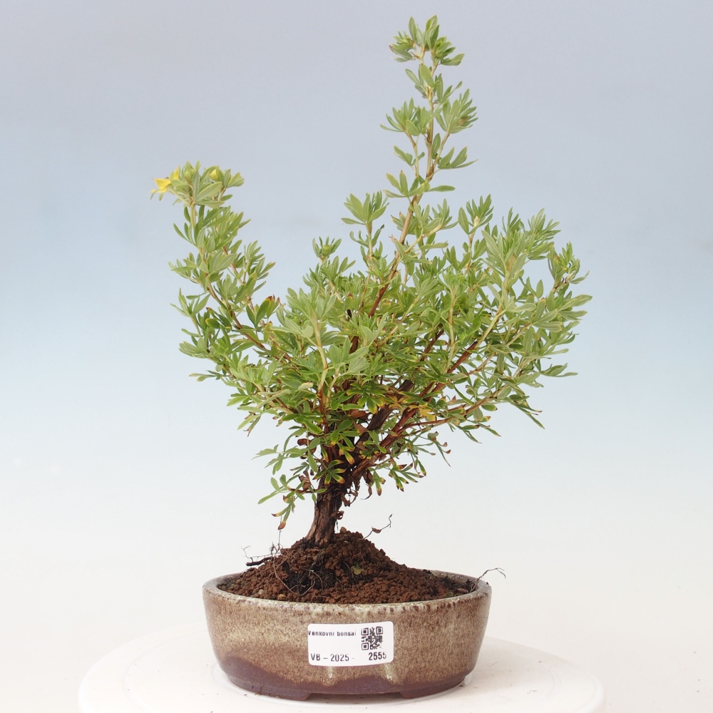 Vonkajšia bonsai-Nátržník krovitá - potentila fruticosa yellow Bird