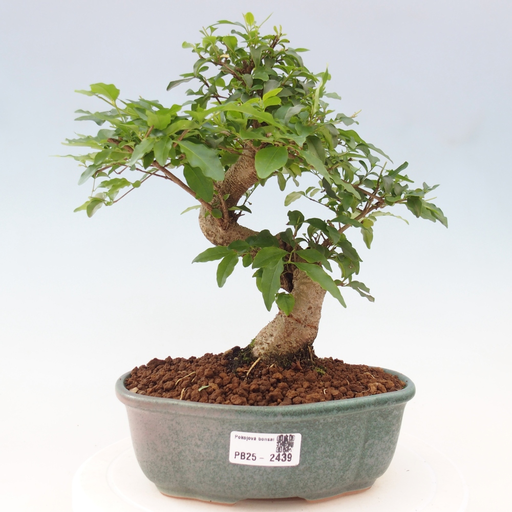Izbová bonsai -Ligustrum chinensis - Vtáčí zob
