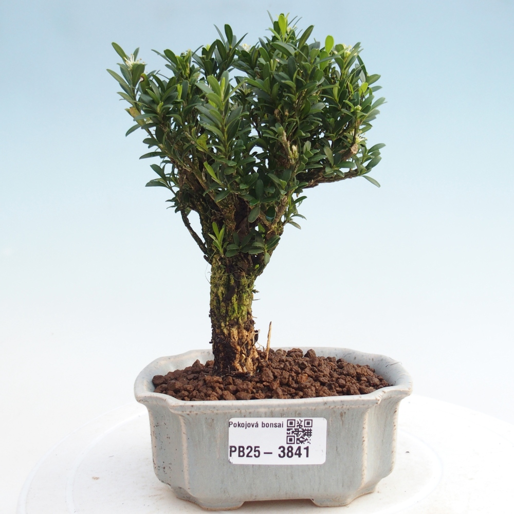 Izbové bonsaje - Buxus harlandii - korkový buxus