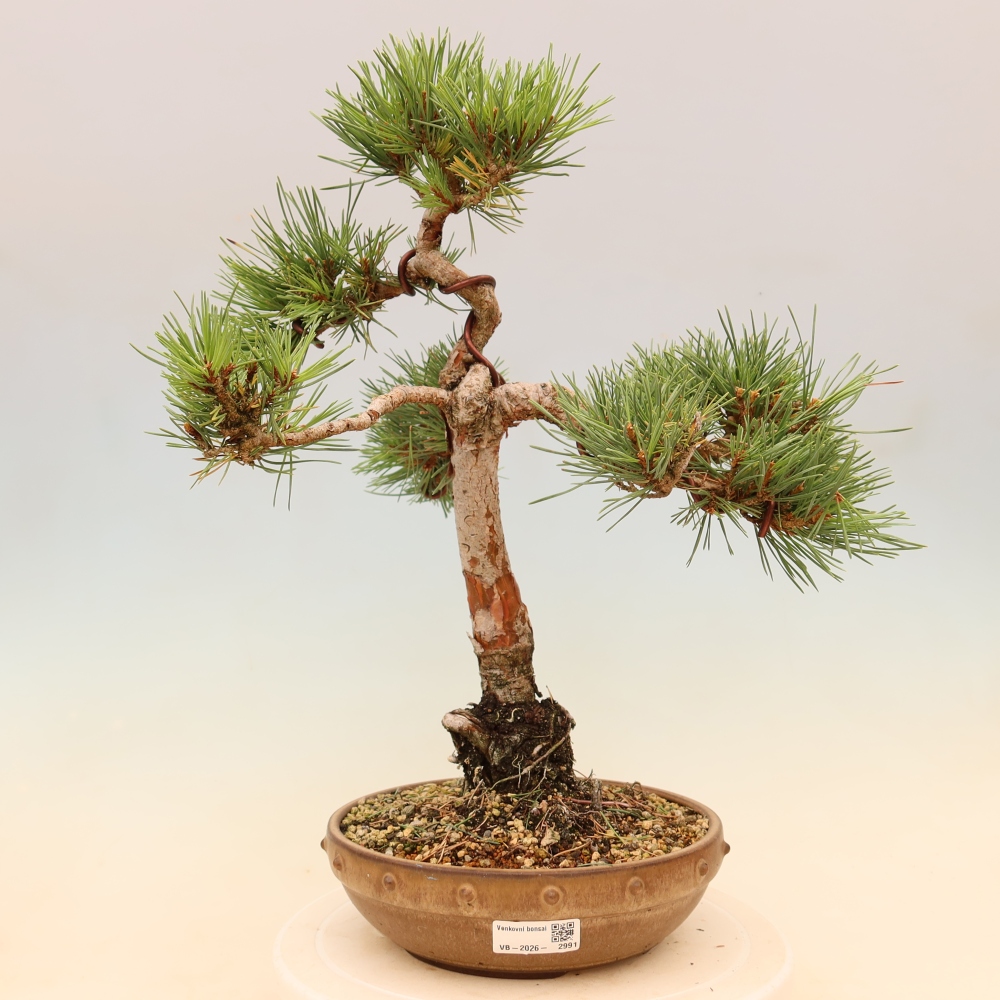 Vonkajšie bonsaje – Pinus Sylvestris Watererri – borovica lesná