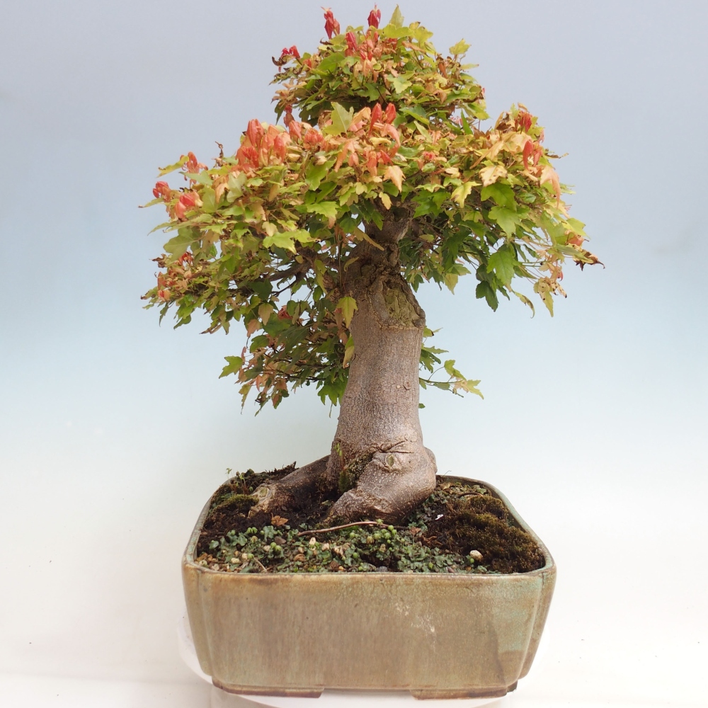 Vonkajšie bonsai - Javor Buergerianum - Javor Burgerův