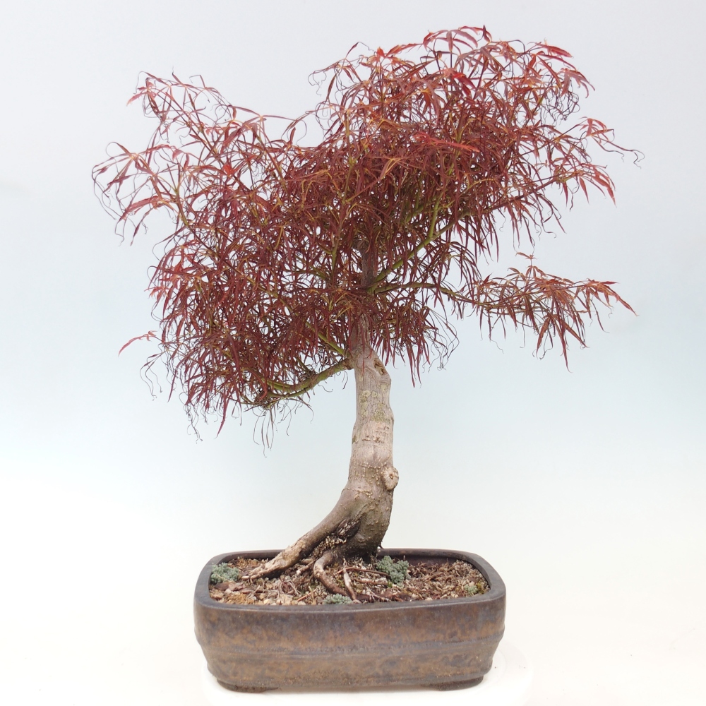 Vonkajší bonsaj - Acer palmatum RED PYGMY