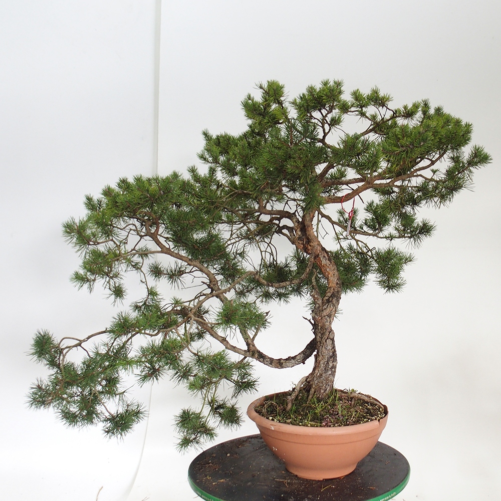 Yamadori - Pinus sylvestris Španielsko