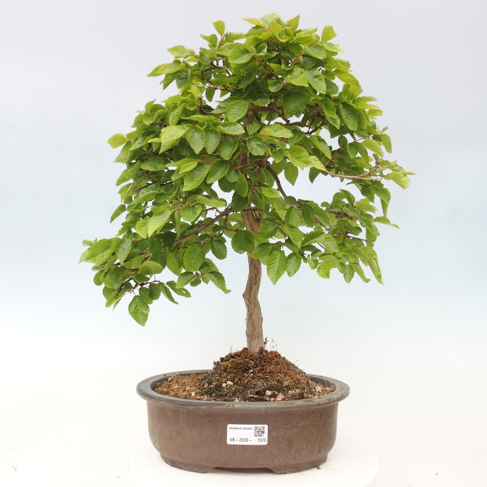 Vonkajšie bonsaje -Carpinus CARPINOIDES - Hrab kórejský