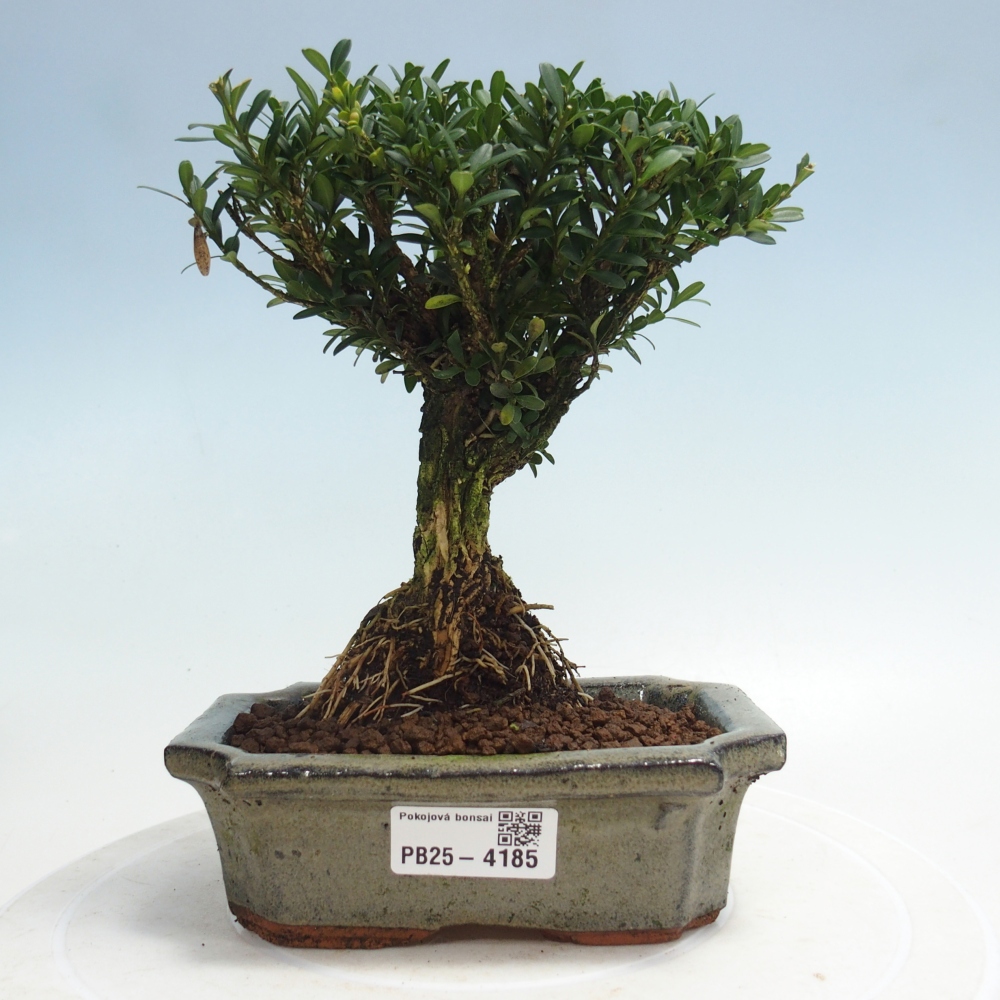 Izbové bonsaje - Buxus harlandii - korkový buxus