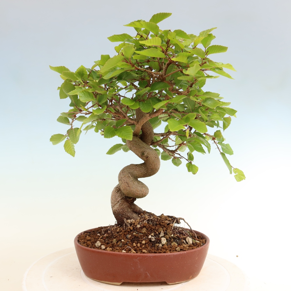 Vonkajší bonsaj -Carpinus coreana - Hrab kórejský