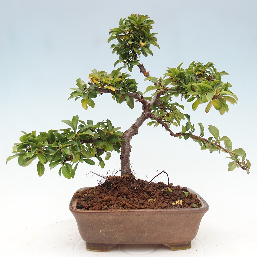 Vonkajšie bonsaje-Pyracantha Teton -Hlox