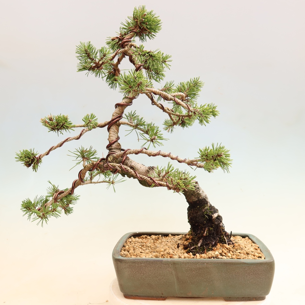 Vonkajšie bonsaje – Pinus mugo Humpy – borovica krivá