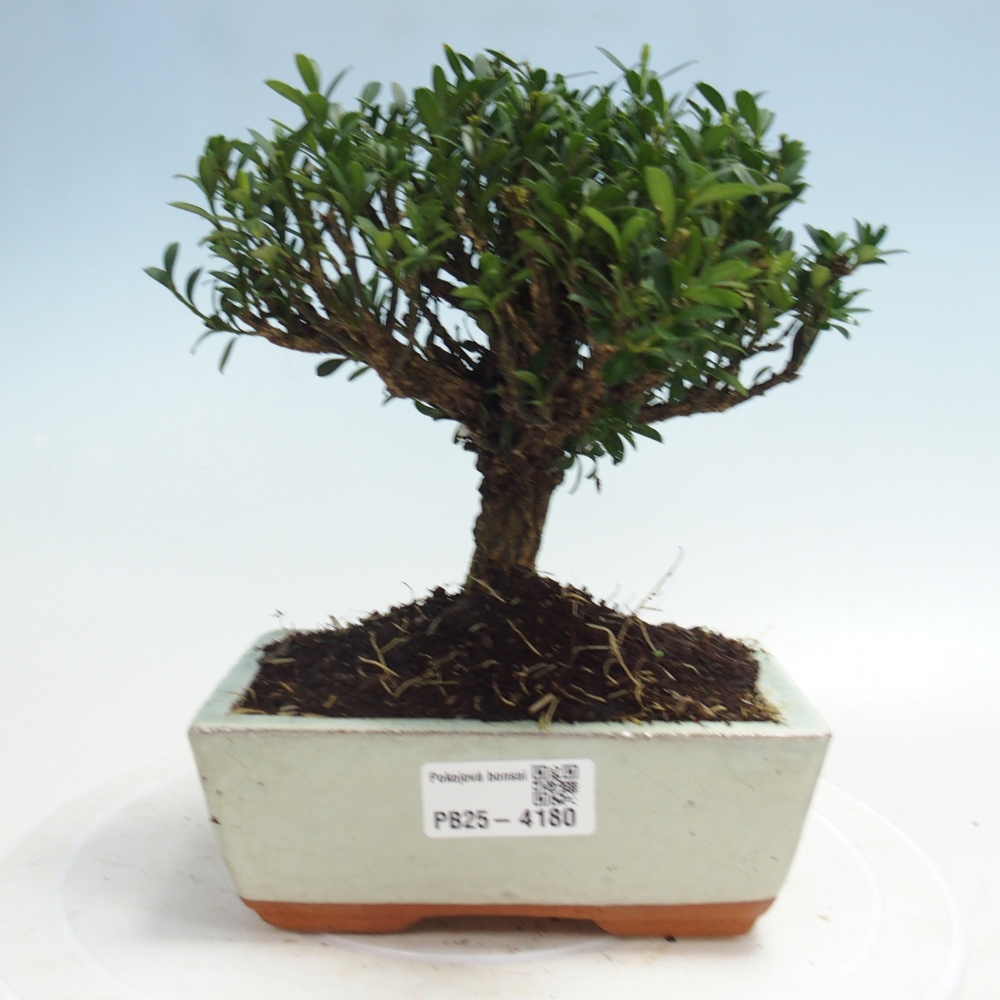 Izbové bonsaje - Buxus harlandii - korkový buxus