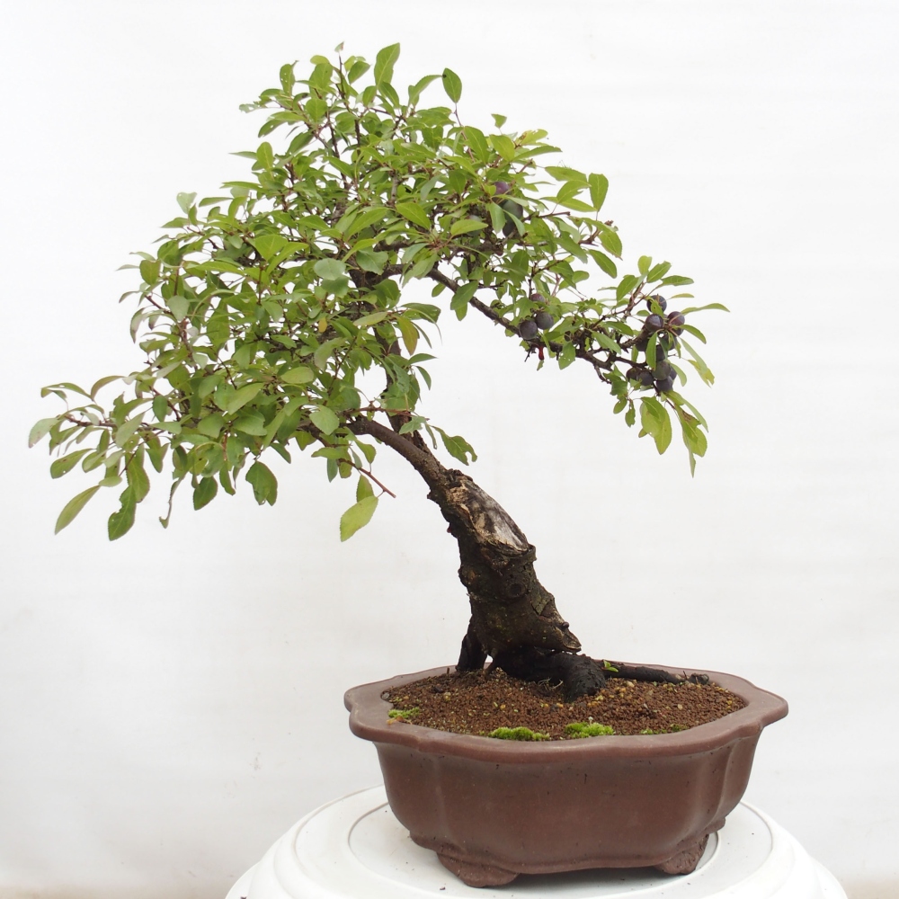 Vonkajšie bonsai - Prunus spinosa - trnka