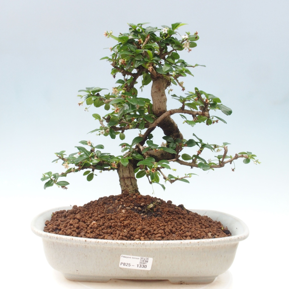 Izbová bonsai - Carmona macrophylla - Čaj fuki
