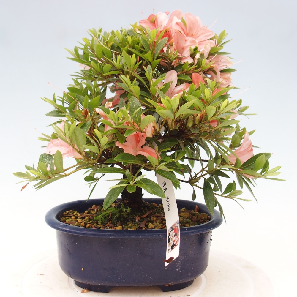 Vonkajší bonsai - Japonská azalka -  Azalea Nikko