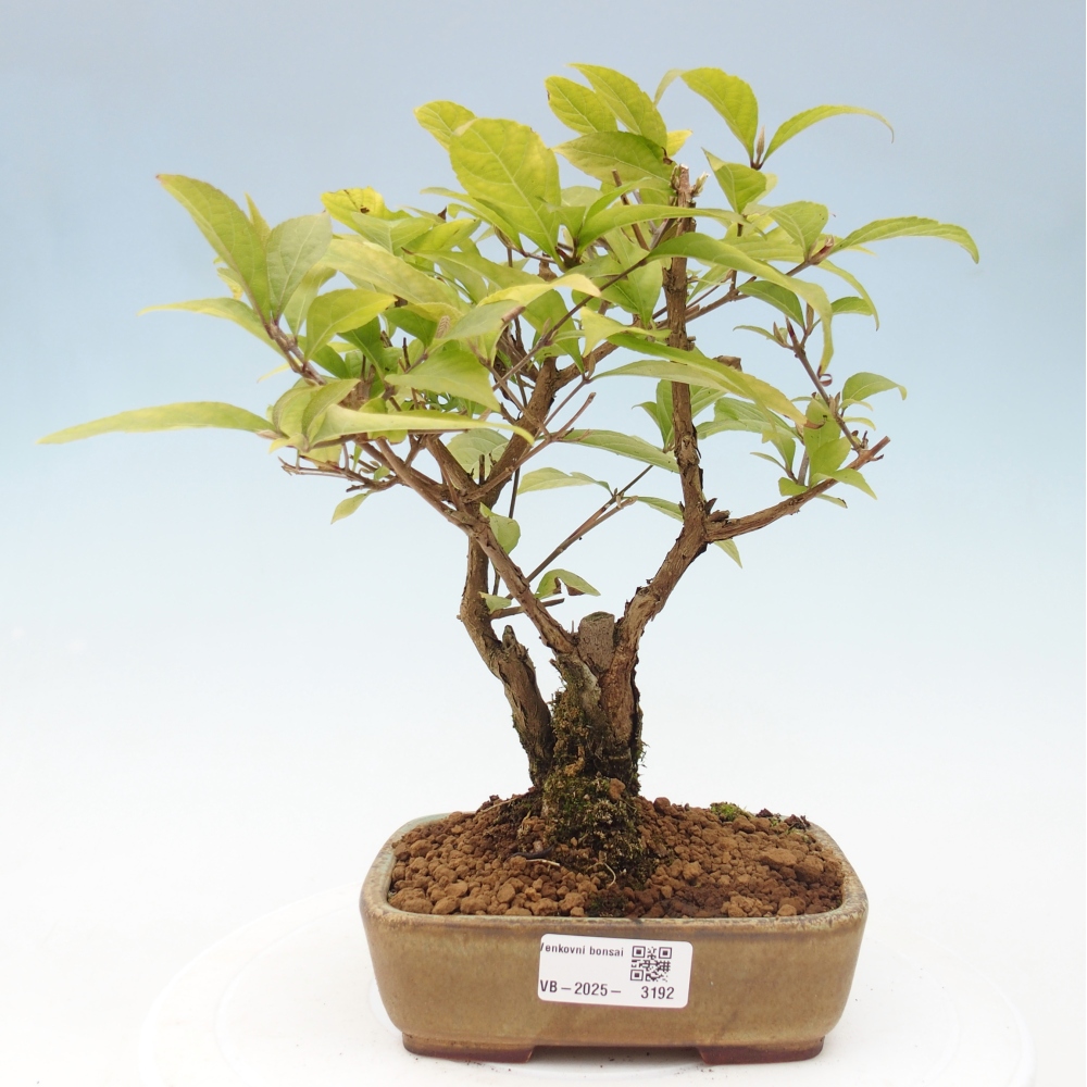 Vonkajšia bonsai - krásnoplodka - Callicarpa jap. Leucocarpa