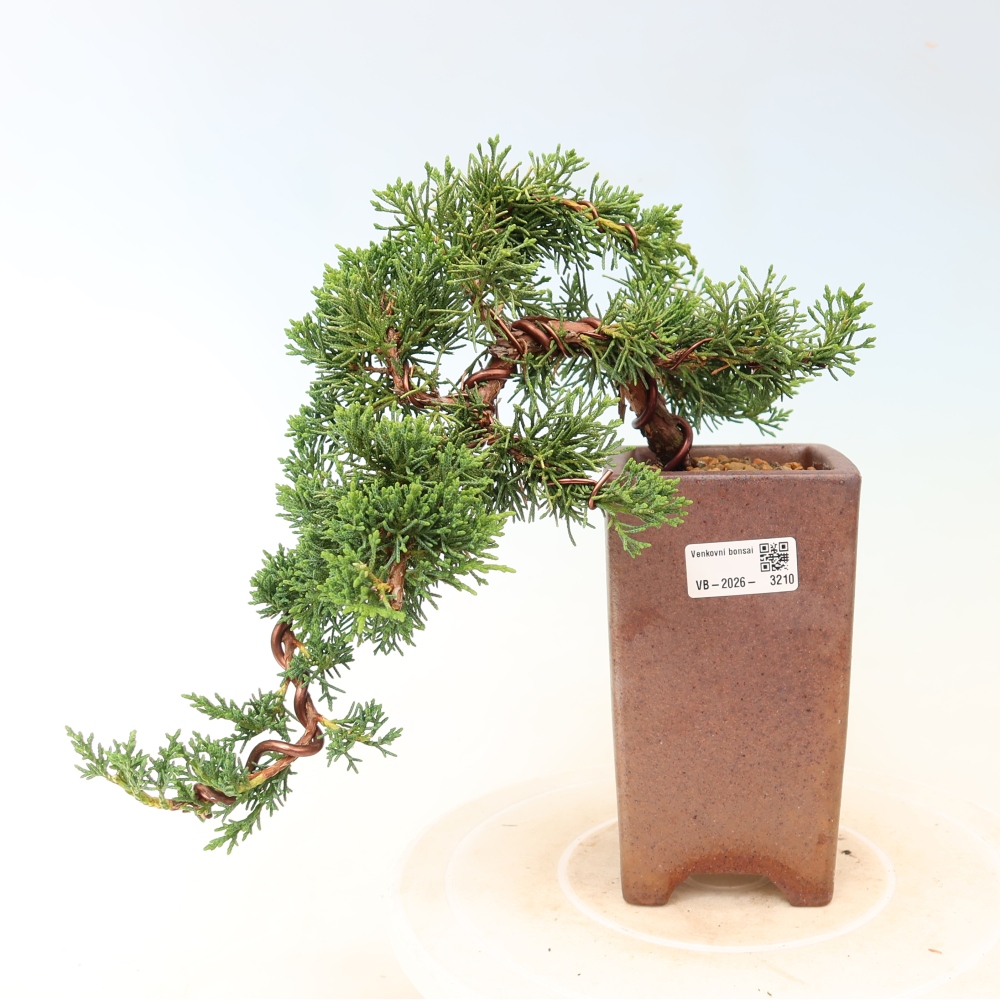 Vonkajší bonsaj - Juniperus chinensis Kishu
