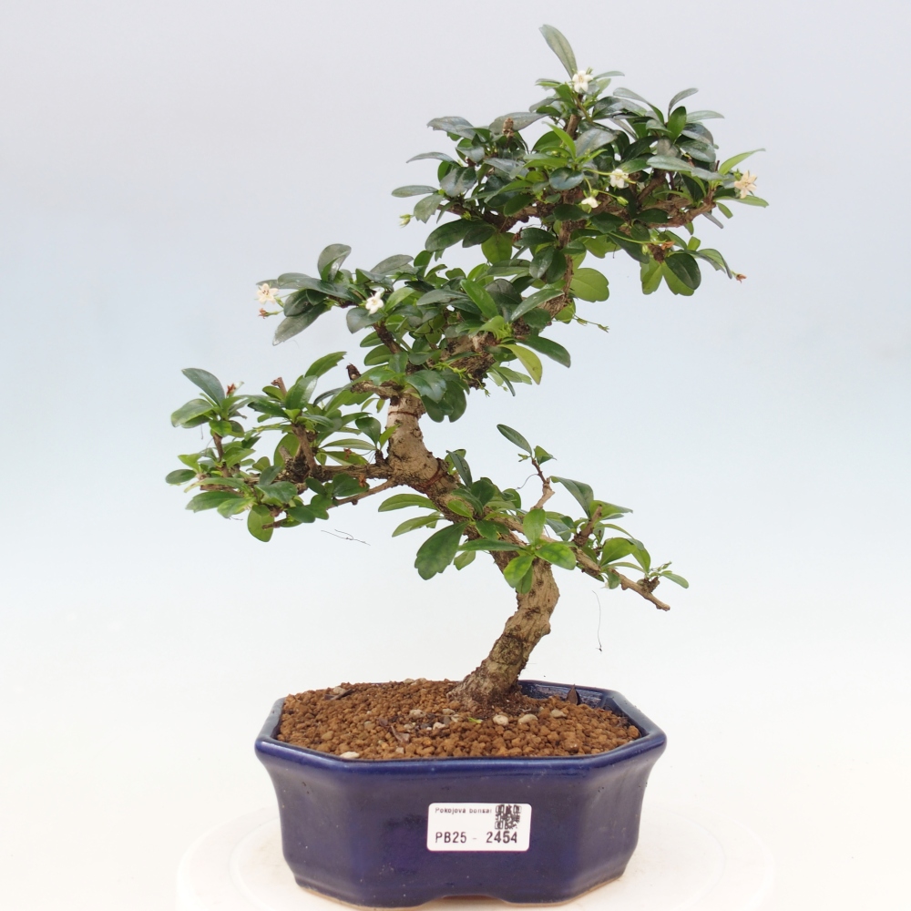 Izbová bonsai - Carmona macrophylla - Čaj fuki