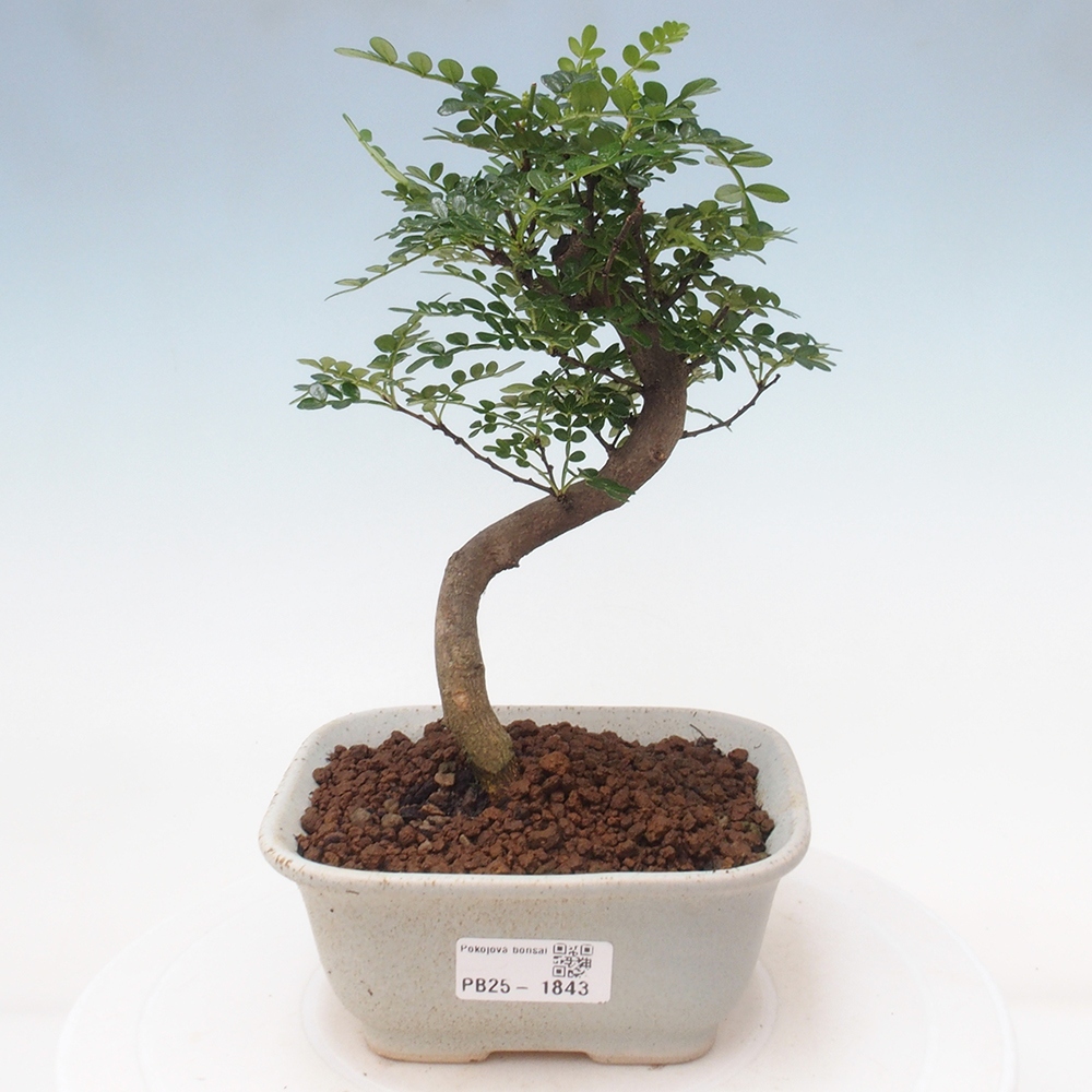Izbová bonsai - Zantoxylum piperitum - piepor