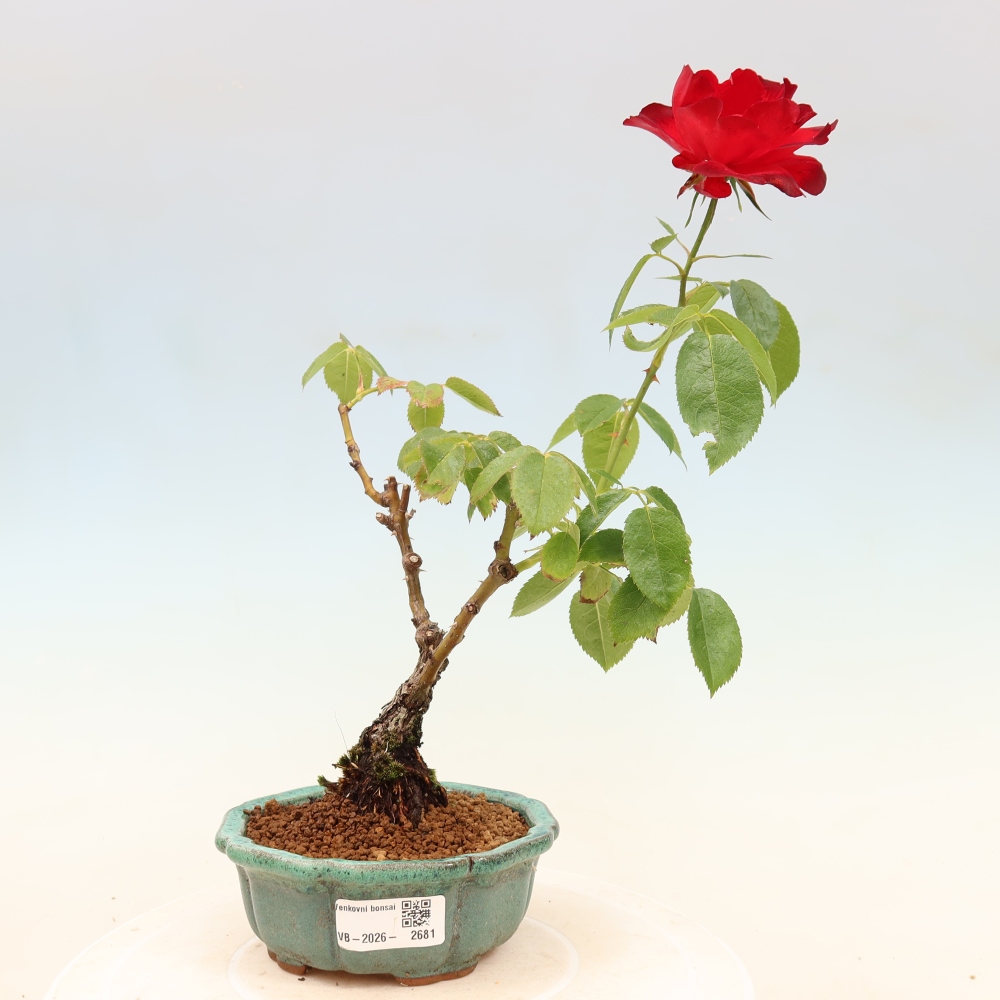 Vonkajšie bonsaje – Rosa Kordes – ruže