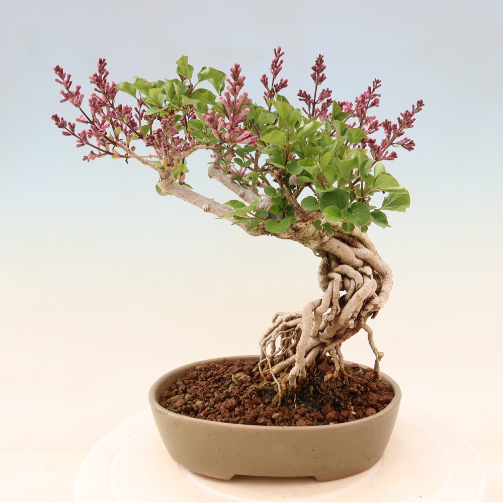 Vonkajší bonsaj - Syringa microphylla - drobnokvetý šeřík