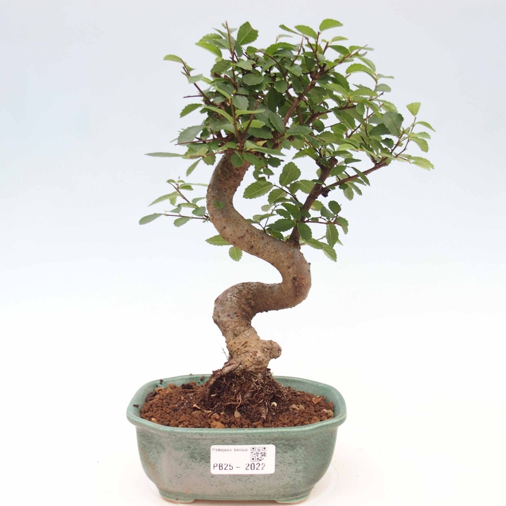 Izbová bonsai-malolistá brest 