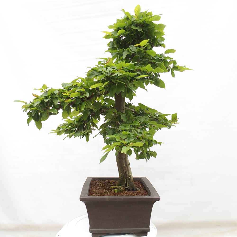 Vonkajší bonsai - Hrab obyčajný - Carpinus betulus