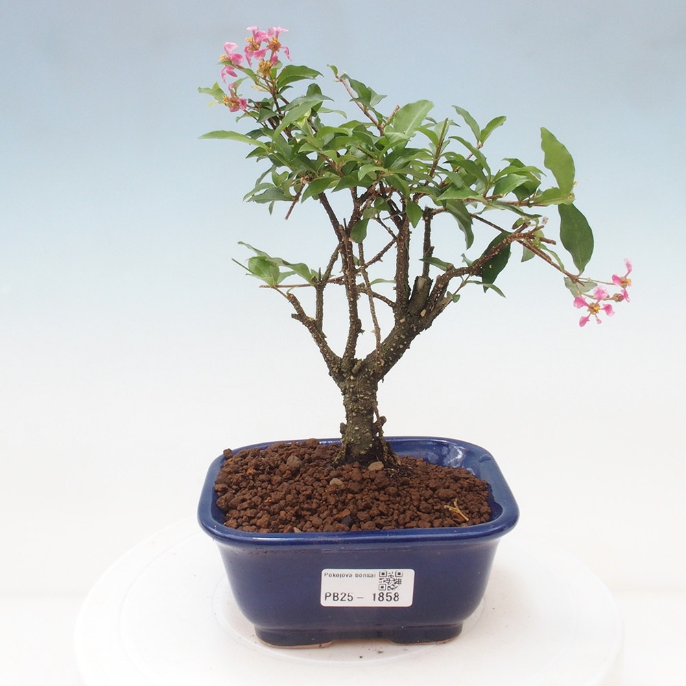 Izbová bonsai - Malpighia coccigera- Barbdorská čerešňa