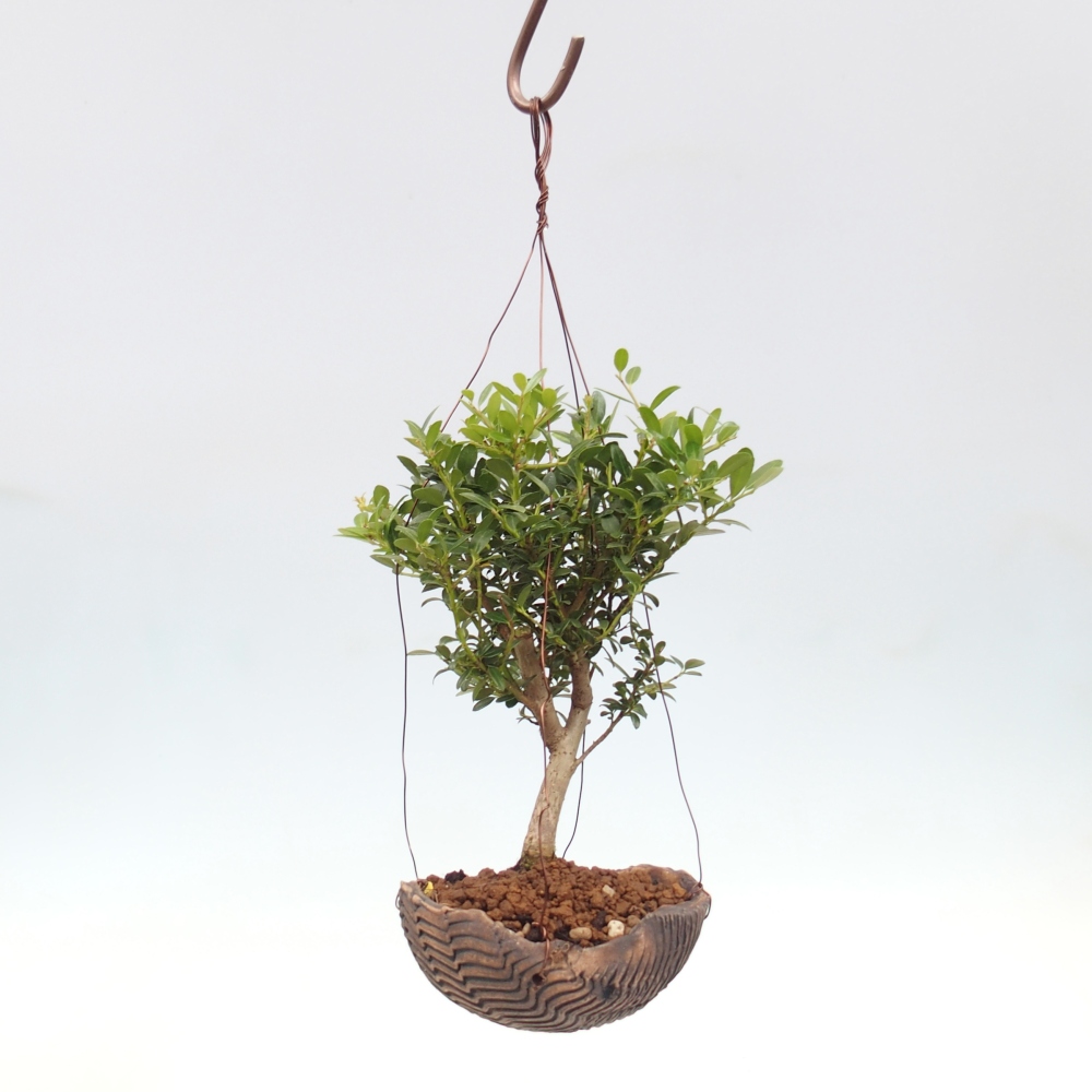 Kokedama v keramike - Ilex crenata - Cezmína