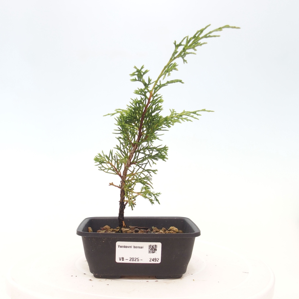 Vonkajší bonsai - Juniperus chinensis Itoigawa -Jalovec čínsky