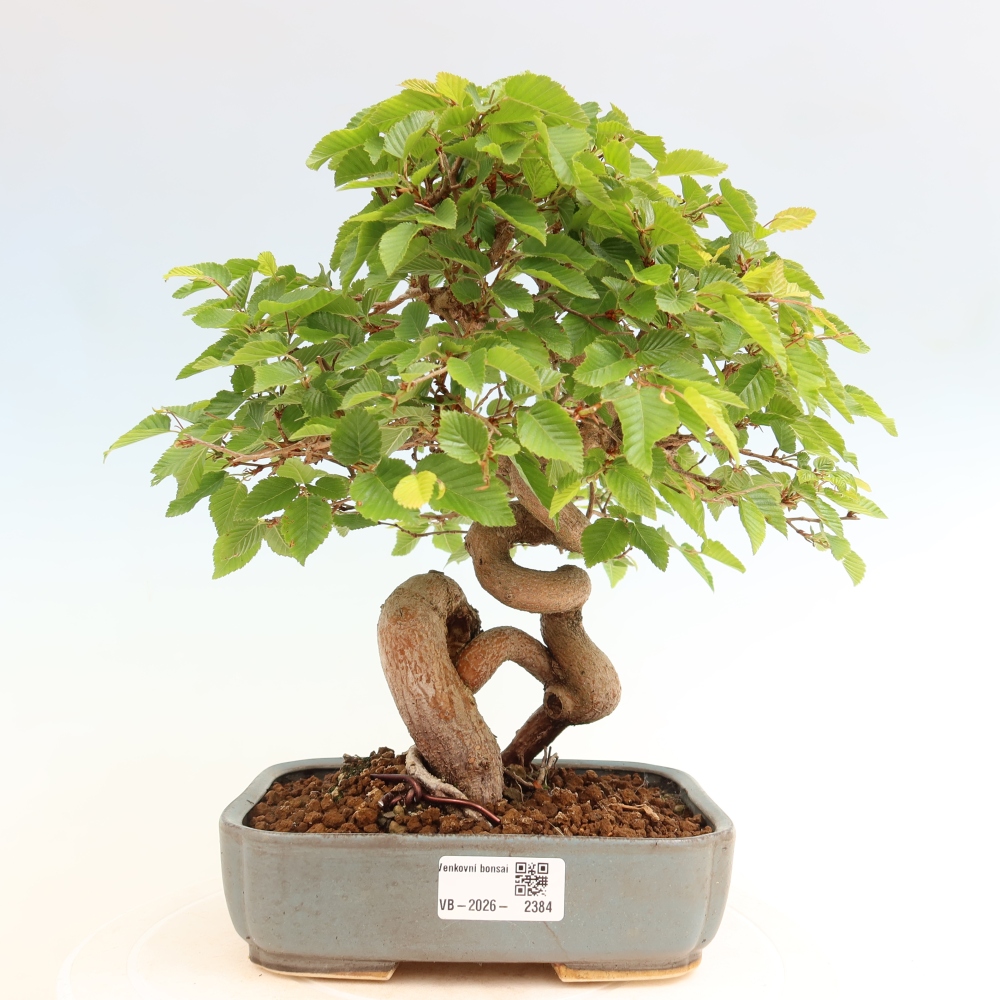 Vonkajší bonsaj -Carpinus coreana - Hrab kórejský