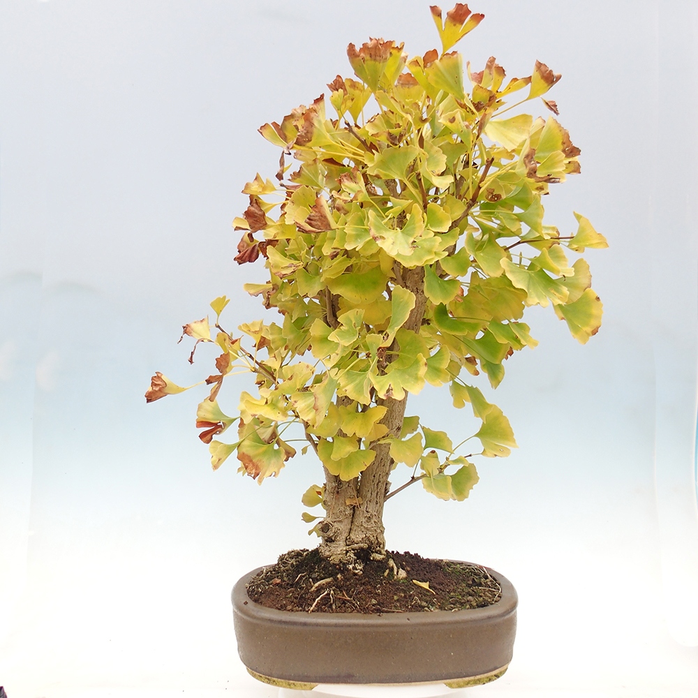 Vonkajšie bonsai - Ginko dvojlaločné - Ginkgo biloba