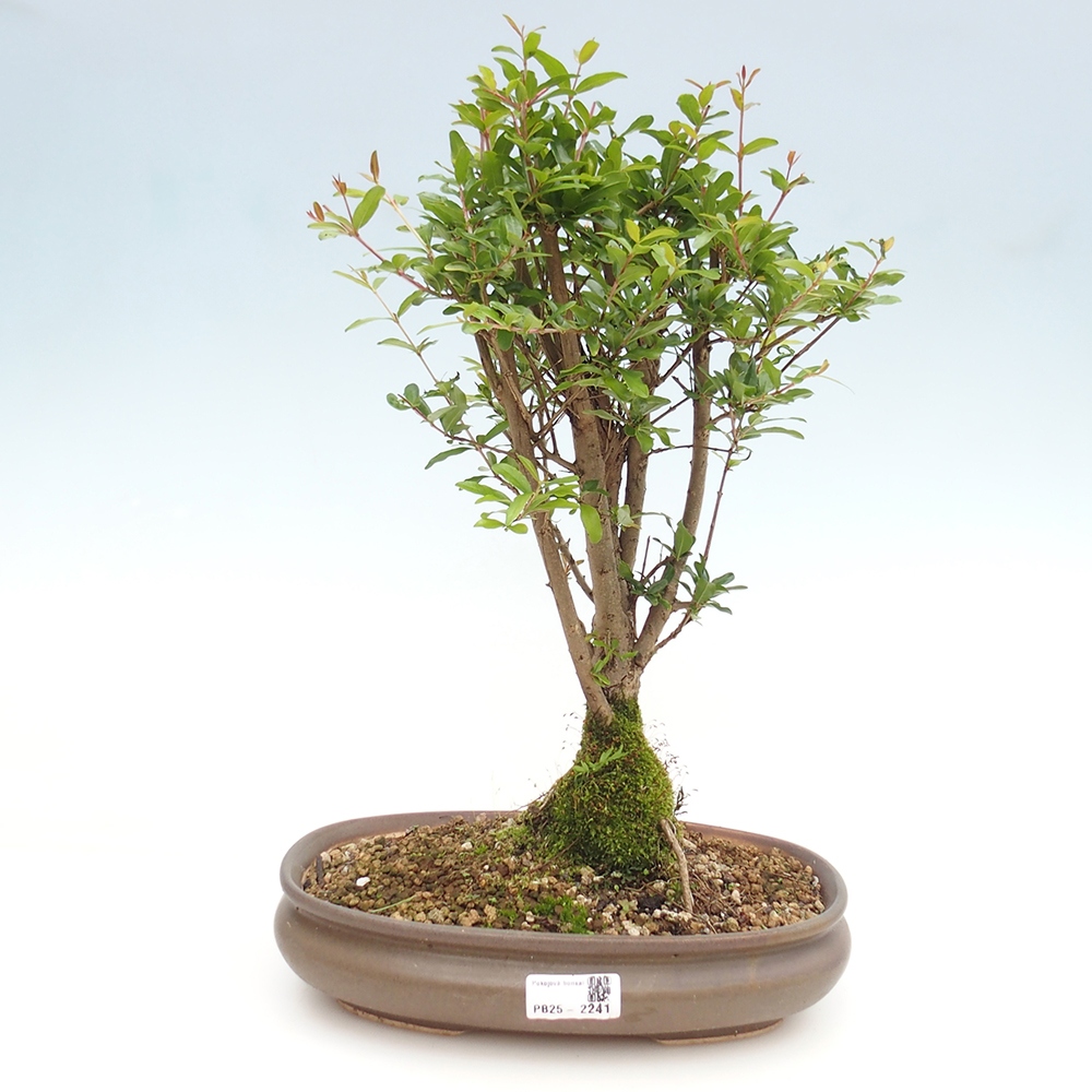 Izbová bonsai-Punic granatum nana-Granátové jablko
