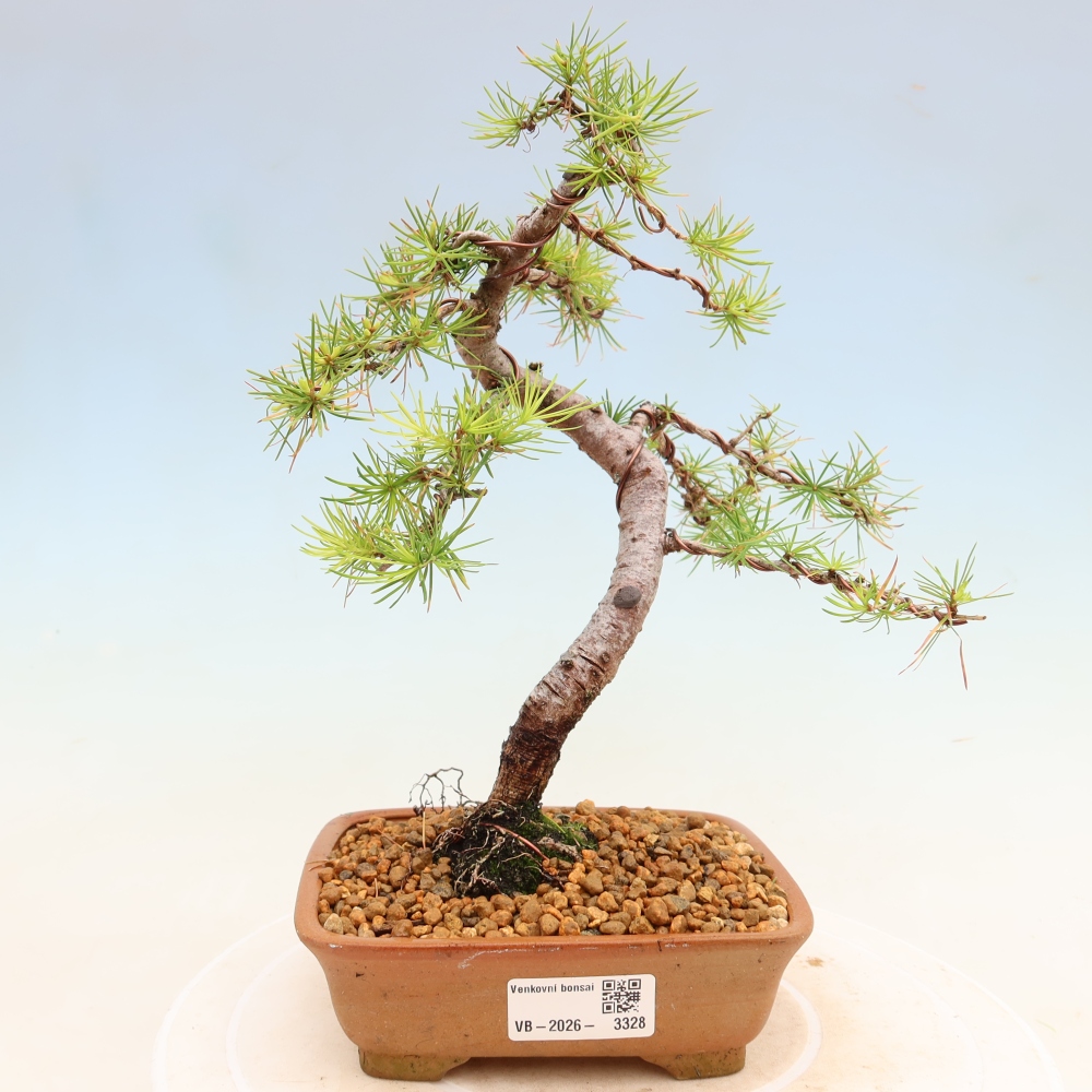 Vonkajšie bonsaje -Larix decidua - Smrekovec