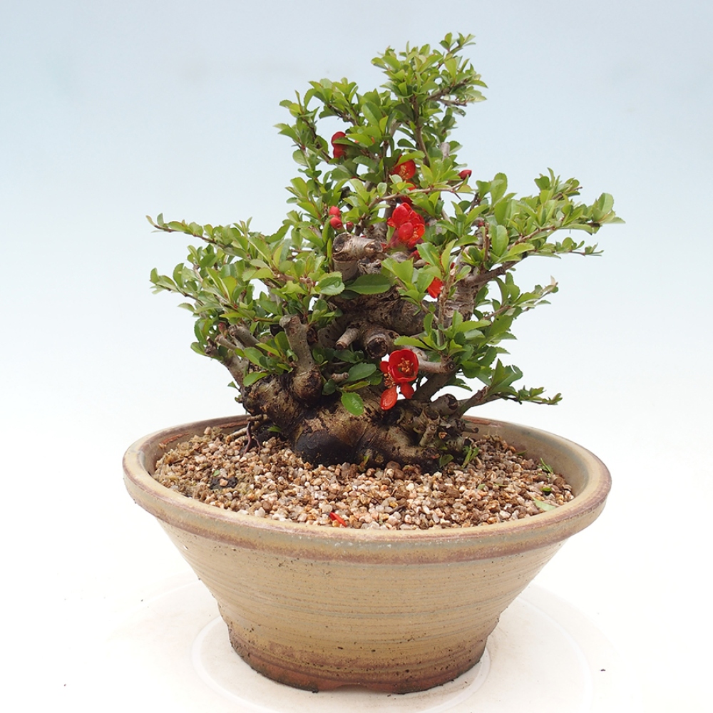 Vonkajšie bonsaje - Chaneomeles speciosa - Kdoule