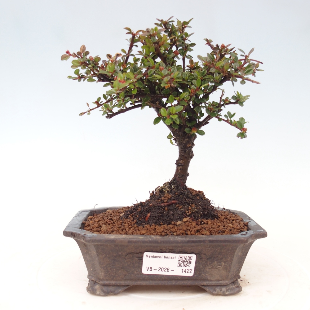 Vonkajšie bonsaje - Cotoneaster horizontalis - Skalnaté hory